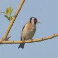 /album/my-local-birding-gallery/goldfinch-2-at-dewsbury-jpg/